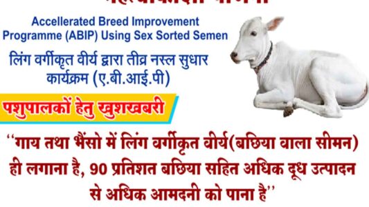 Sex Sorted Semen Accellerat sex sorted semen, sexed semen, sex sorted semen technology, sorted semen for cattle, sex-sorted semen, imported sex semen, sex-sorted semen’, abs semen, importance of sexed semen, gir sexed semen, sex semen, best sexed semen, sexed semen technology, why sexed semen?, hf sex semen, sexed semen in cows, semen, sexing semen, sag sex semen, top sex semen, nddb sex semen, sexing semen for cattle, semex sex sorting technology, female sex semen, jersey sex semen