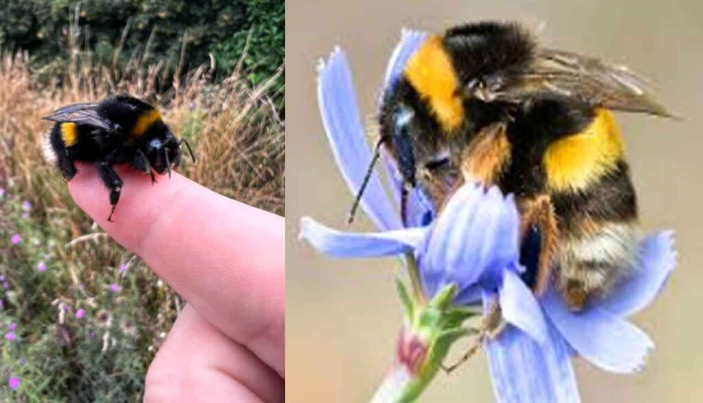 Queen-bumblebees-surprise-Scientists