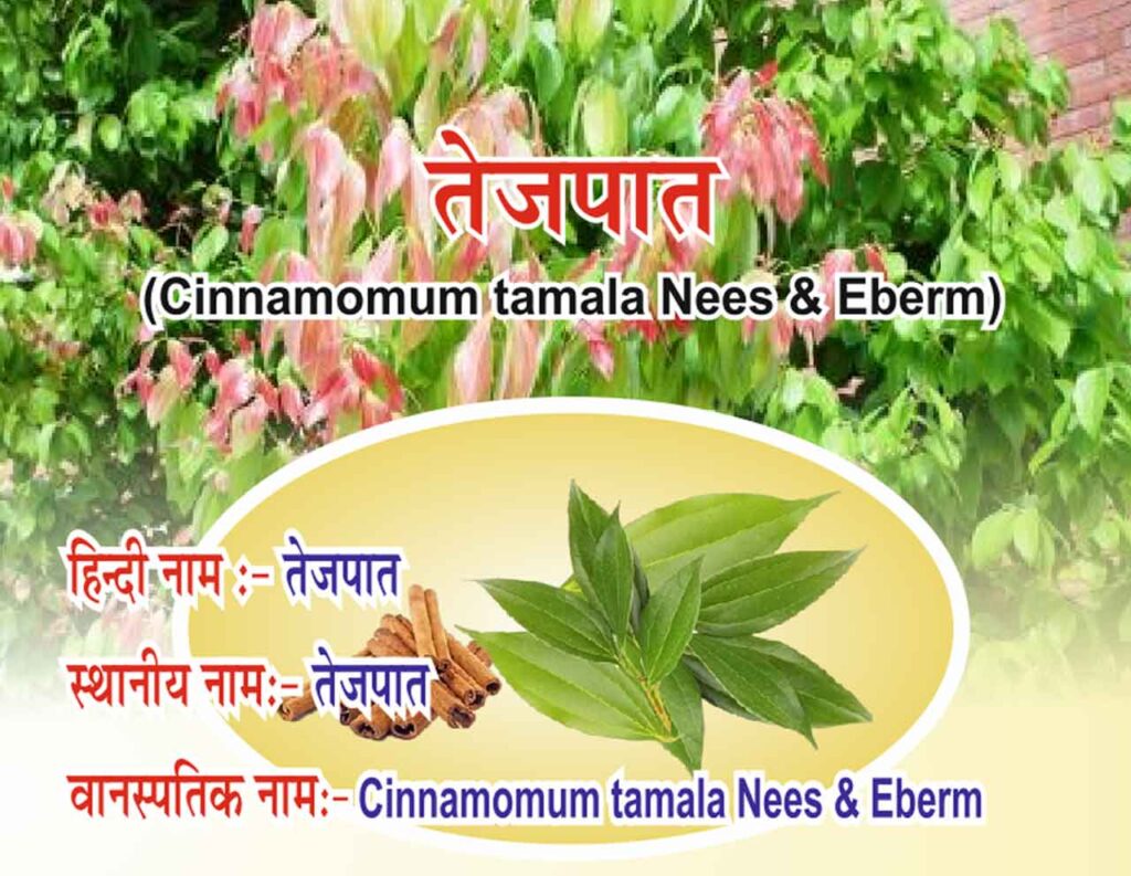 Tejpat-Cinnamomum-tamala-Neels-&-Eberm