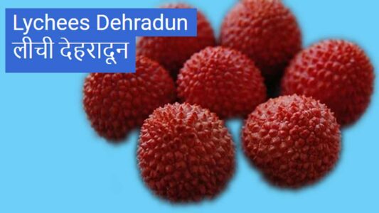 Lychees-Dehradun-Uttarakhand