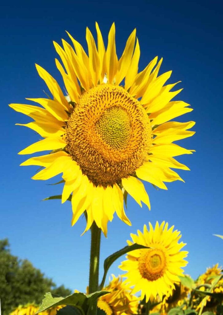 Sunflower