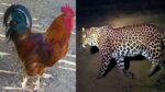 Chicken-Caught-Leopard